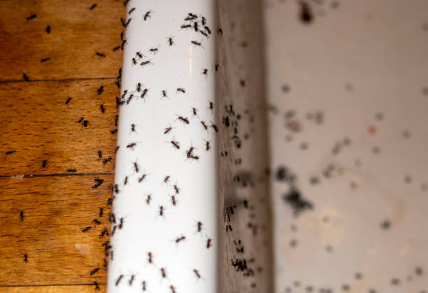 Best Best Pest Control Companies  in Armada, MI